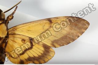 Death-head Hawkmoth - Acherontia atropos 0046